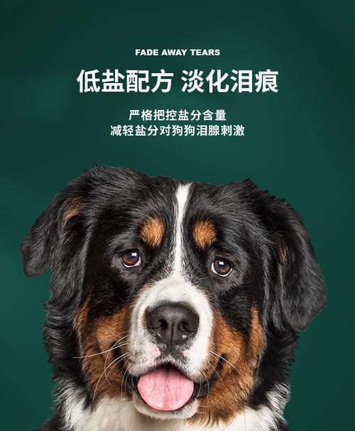 挑食伯恩山犬该怎么办？（15个实用方法帮你解决挑食问题）