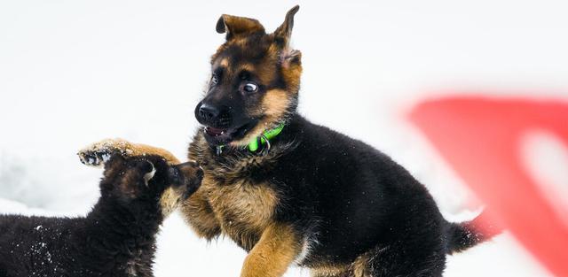 让德国牧羊犬停止乱叫的秘密（有效方法揭秘，让宠物更加安静和听话）