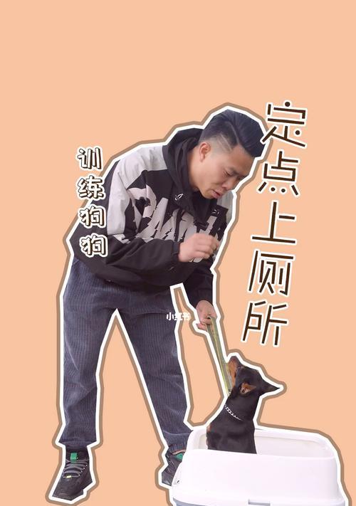 小狗狗如何学会定点大小便？（教你轻松训练宠物犬定点大小便，养成优秀的小狗习惯！）