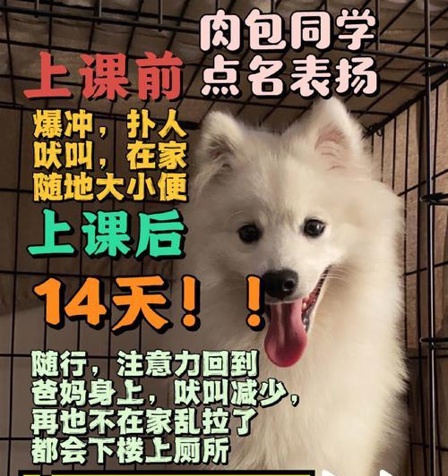 用正确的方式清洁日本尖嘴犬耳朵（宠物日常护理技巧，）