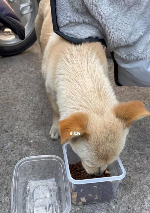 如何养护易变渴的宠物狗？（为容易变渴的狗狗提供正确的饮食和生活习惯）