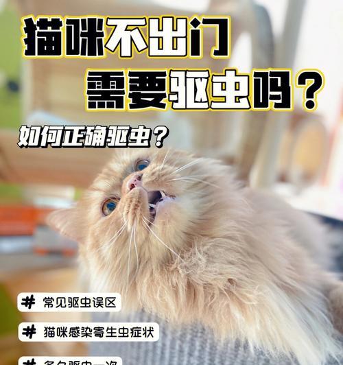 宠物猫咪驱虫必知的注意事项（如何做到安全、有效的驱虫？）