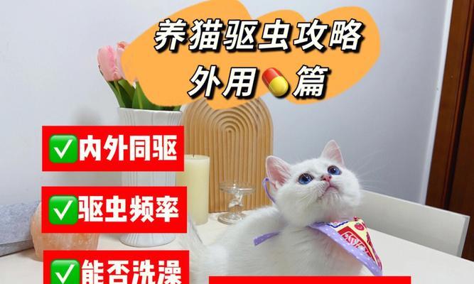 宠物猫咪驱虫必知的注意事项（如何做到安全、有效的驱虫？）