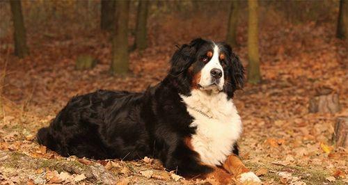 如何解决伯恩山犬的领地攻击问题（宠物训练技巧，让犬只变得温顺）