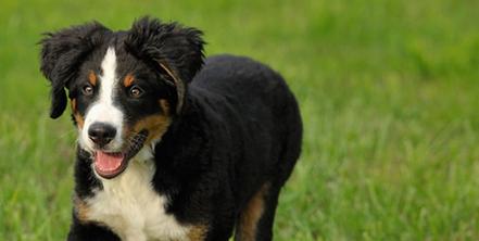 如何解决伯恩山犬的领地攻击问题（宠物训练技巧，让犬只变得温顺）