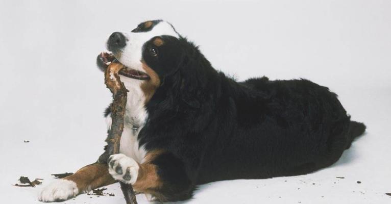 如何解决伯恩山犬的领地攻击问题（宠物训练技巧，让犬只变得温顺）