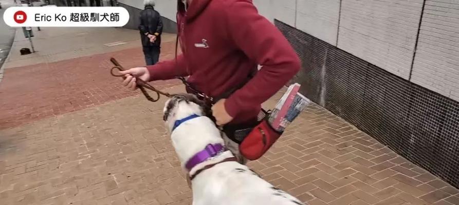 让大丹犬轻松学会室外便便（教你如何训练大丹犬成为乖巧的宠物犬）