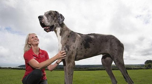 让大丹犬轻松学会室外便便（教你如何训练大丹犬成为乖巧的宠物犬）