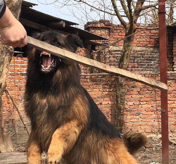 让你的德国牧羊犬毛发越来越好的方法（从日常护理到饮食调理，了解如何让你的宠物毛发更加健康）