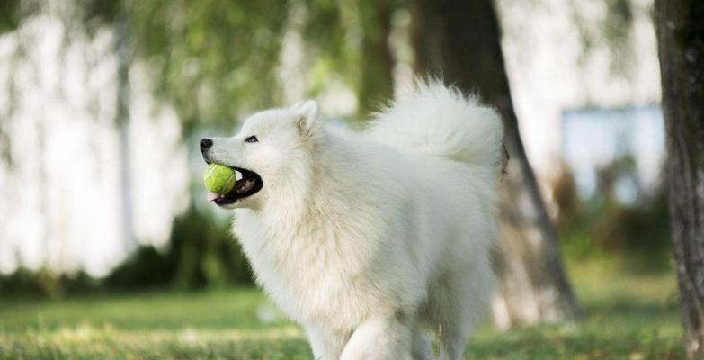 让宠物狗狗的犬毛亮丽有光泽（详解15个养护技巧，让你的爱犬更美丽）