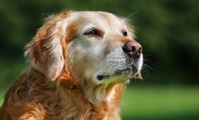 让宠物狗狗的犬毛亮丽有光泽（详解15个养护技巧，让你的爱犬更美丽）