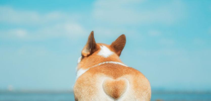 让你的柯基犬高高兴兴度过冬天（打造舒适温馨的室内环境，关注饮食健康，给予足够的爱与关怀）