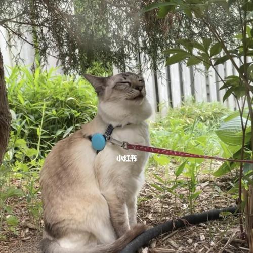 巴厘猫的饲养指南（从喂食到健康，了解如何照顾巴厘猫）