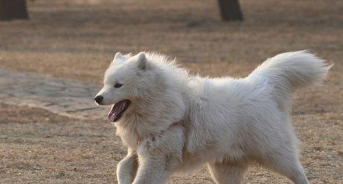 如何挑选聪明、易训的萨摩耶犬（选购宠物的重要性和注意事项）