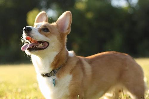 如何选择一只适合自己的柯基犬（从性格、品种、健康等多方面考虑，找到最适合自己的柯基犬）