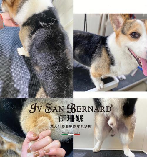 如何正确修剪柯基犬肛门周围的毛发？（宠物美容师教你5步走！）