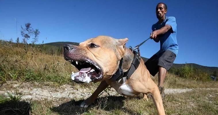 如何正确训练比特犬松口不害严才是爱（打造温顺可爱的比特犬，让它成为你的好伴侣）