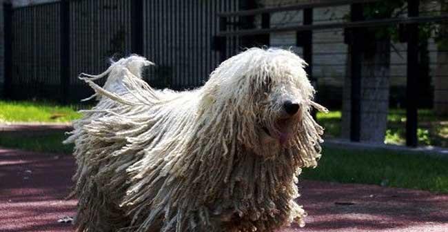 训练可蒙犬改掉咬人习惯的有效方法（以宠物为主，掌握正确方法，让爱犬不再攻击人类）