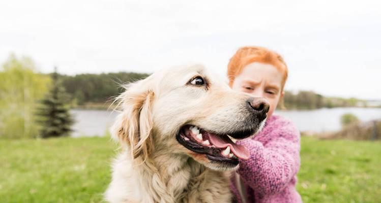 如何训练满足金毛犬的邀功心理（以宠物为主，让你的金毛犬更有成就感）