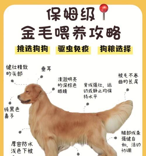 如何训练满足金毛犬的邀功心理（以宠物为主，让你的金毛犬更有成就感）