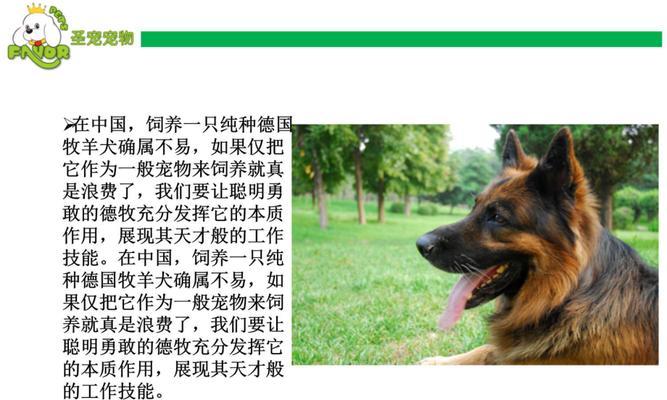 训练牧羊犬，打造聪明宠物（从小开始，科学训练，有效成果）