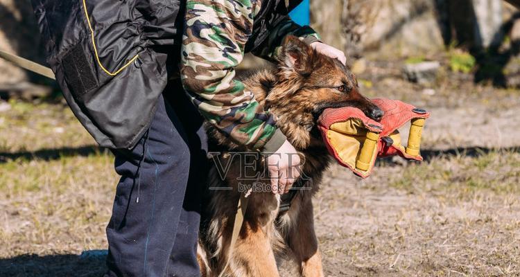 训练牧羊犬，打造聪明宠物（从小开始，科学训练，有效成果）