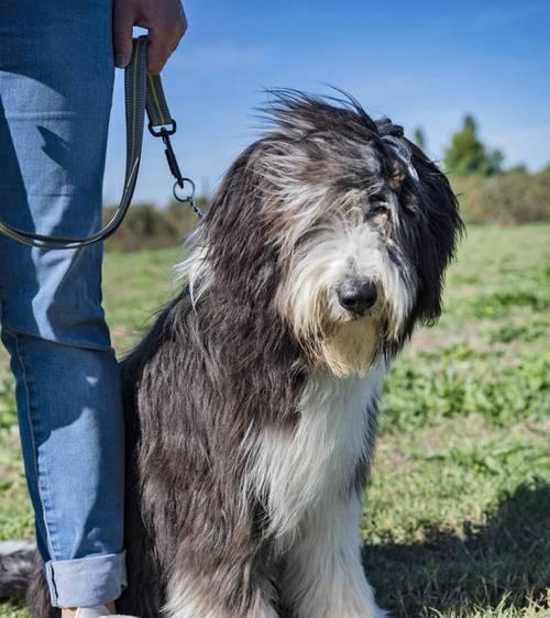 训练牧羊犬，打造聪明宠物（从小开始，科学训练，有效成果）