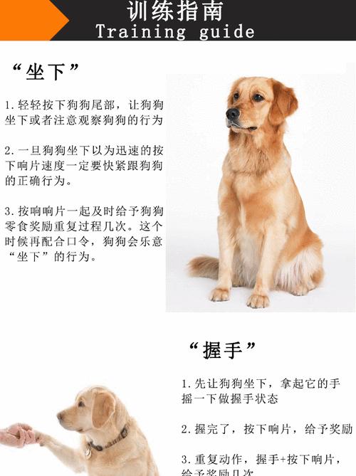 训练幼犬定点大小便（宠物训练指南）