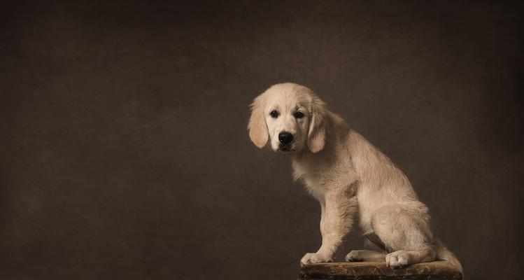 拥有一只柔顺飘逸的金毛犬，让生活更美好（如何养护金毛犬，让它变得柔顺飘逸）