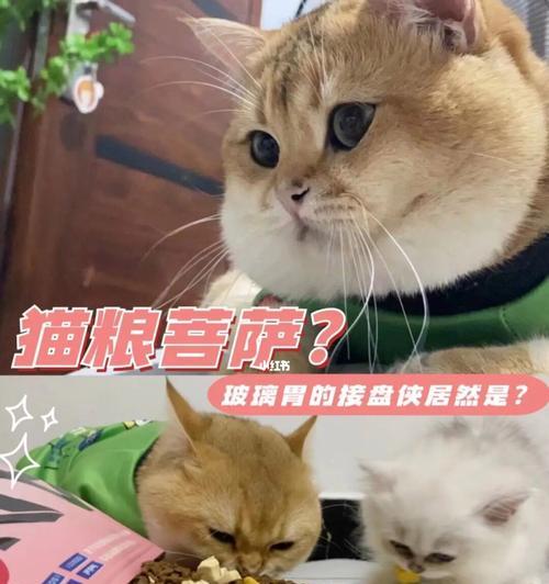 软便的猫咪可能是受到哪些影响？（探究猫咪软便的原因和预防方法）