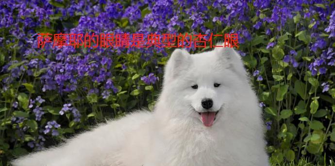 宠物养殖中不同品种的犬类有何不同？（萨摩耶、银狐犬和博美犬的特点与区别）