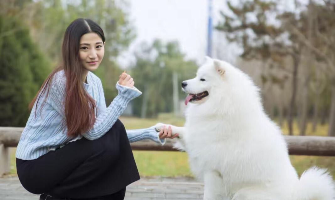 关于萨摩耶和微笑天使超重的宠物养护指南（以萨摩耶为例，详解宠物体重管理）