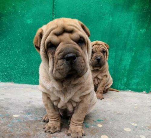 认识沙皮狗——中国特有的宠物犬种（了解沙皮狗的种类及特点）