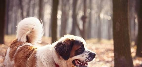 圣伯纳犬的喂食误区（以宠物为主，让爱不再错）