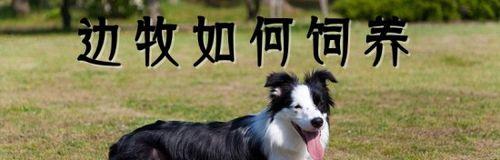 培养优秀的边境牧羊犬（四个重要条件，让你的宠物更加出色）