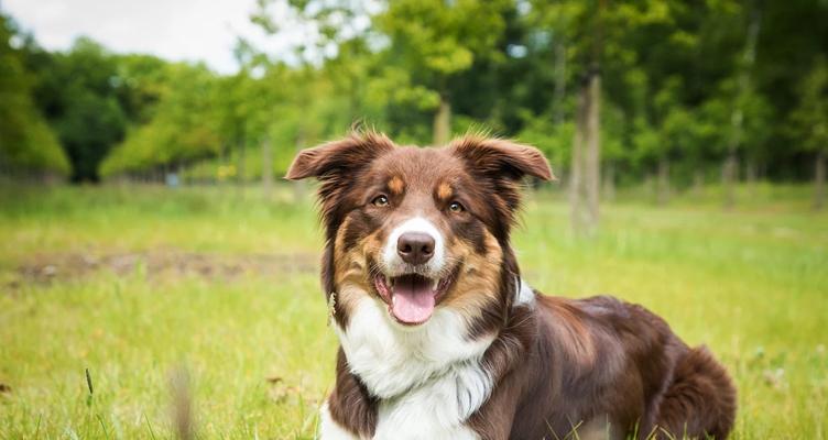 如何饲养古代牧羊犬？（关注这五个要点，让你的宠物更健康、快乐）