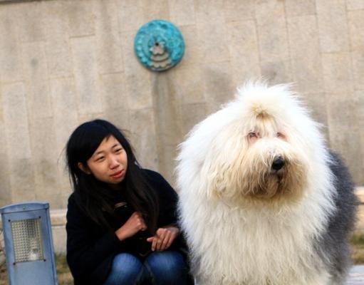 如何饲养古代牧羊犬？（关注这五个要点，让你的宠物更健康、快乐）