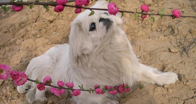 如何饲养京巴犬——让你的宠物健康快乐成长（了解京巴犬的特性和饲养技巧，打造幸福家庭）