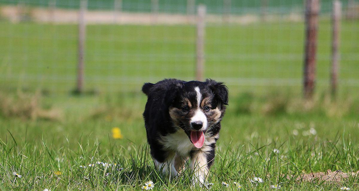 饲养柯利牧羊犬需注意的问题（关注健康、合理饮食、社交能力）