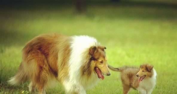 如何养护你的苏格兰牧羊犬（宠物犬的日常护理及健康食谱）