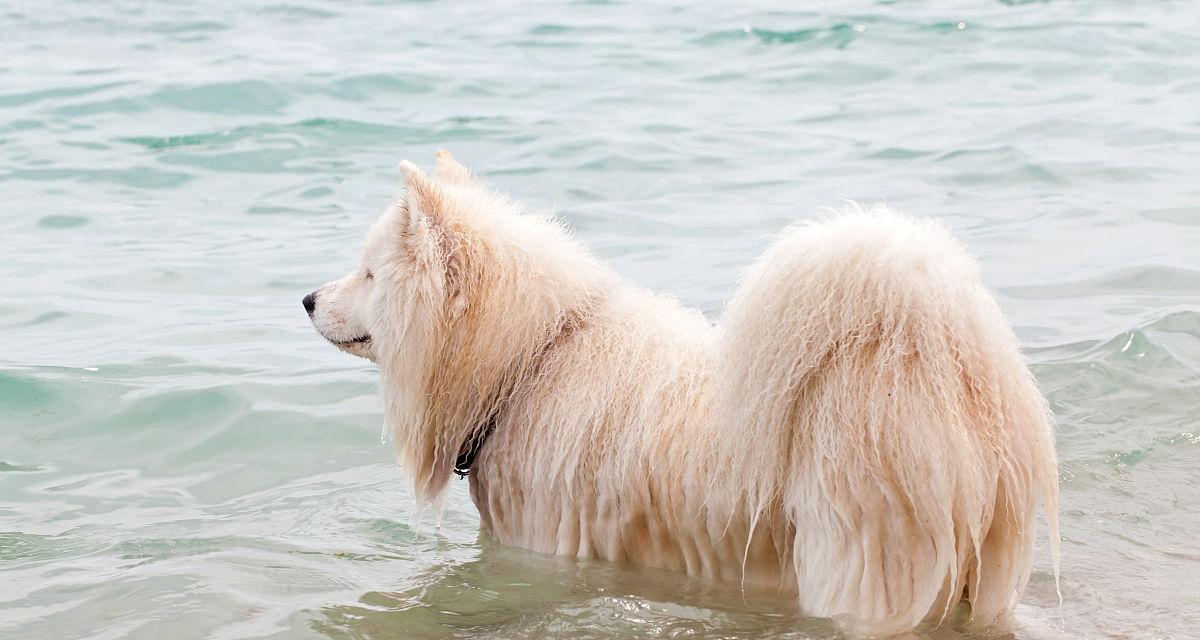 如何给你的宠物松狮犬洗澡（松狮犬洗澡的注意事项）