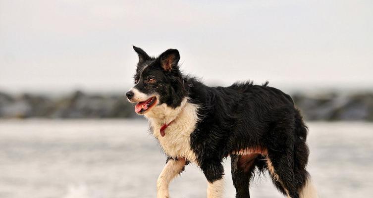 苏格兰牧羊犬怀孕了怎么喂养？（宠物狗怀孕后的饮食、运动、医疗与产后护理）