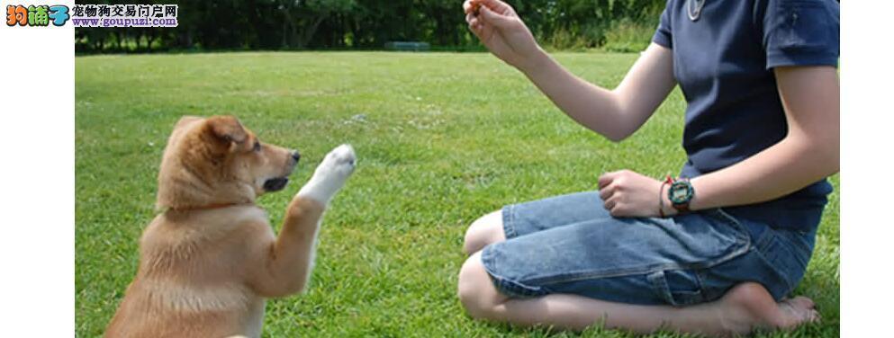 苏格兰牧羊犬握手训练的注意事项（让你的爱犬成为一个绅士或淑女）