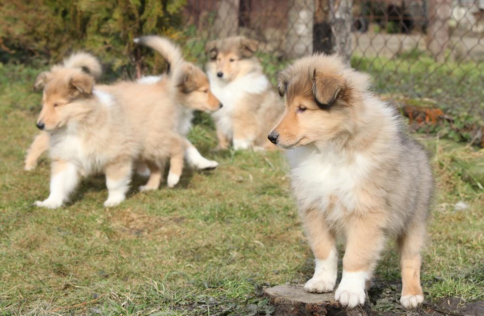 如何为苏格兰牧羊犬幼犬提供健康饮食（营养均衡的宠物食谱与养成良好的饮食习惯）