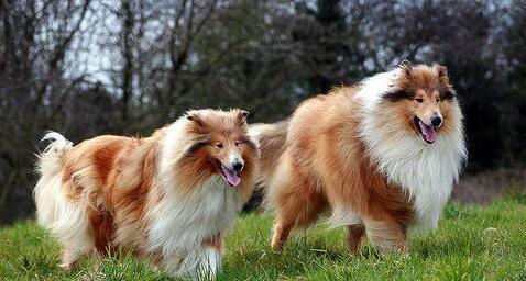 苏格兰牧羊犬幼犬断奶期的养护（宠物主人必知的断奶期注意事项）