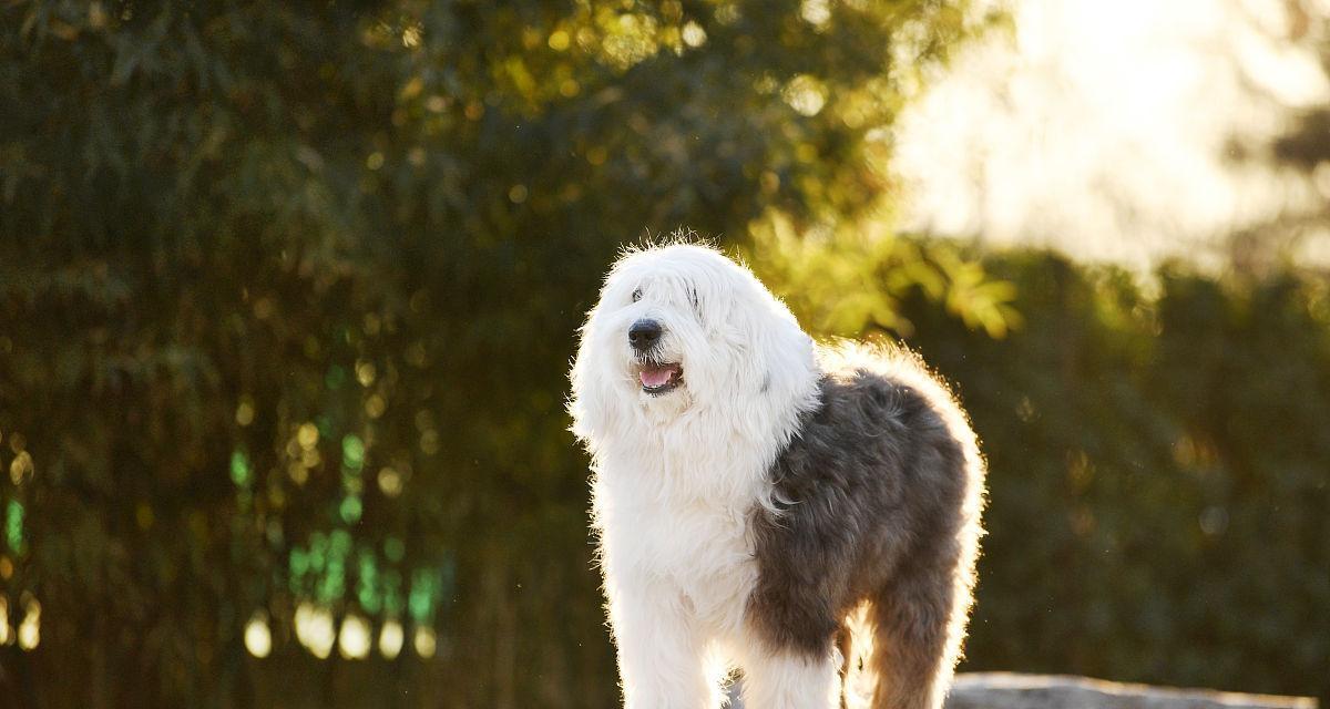 如何挑选古代牧羊犬（重视健康、考虑个性、观察行为、选择品种）