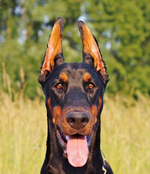 从牙齿判断迷你杜宾犬的犬龄（如何通过观察牙齿来确定迷你杜宾犬的年龄）