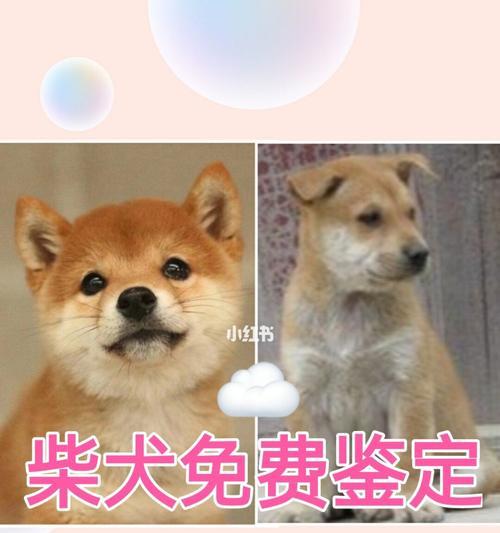 宠物主人必读的柴犬饮食知识（宠物主人必读的柴犬饮食知识）