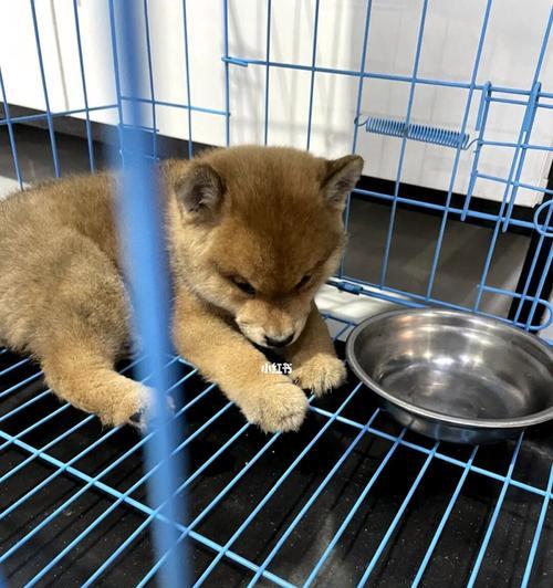 宠物主人必读的柴犬饮食知识（宠物主人必读的柴犬饮食知识）