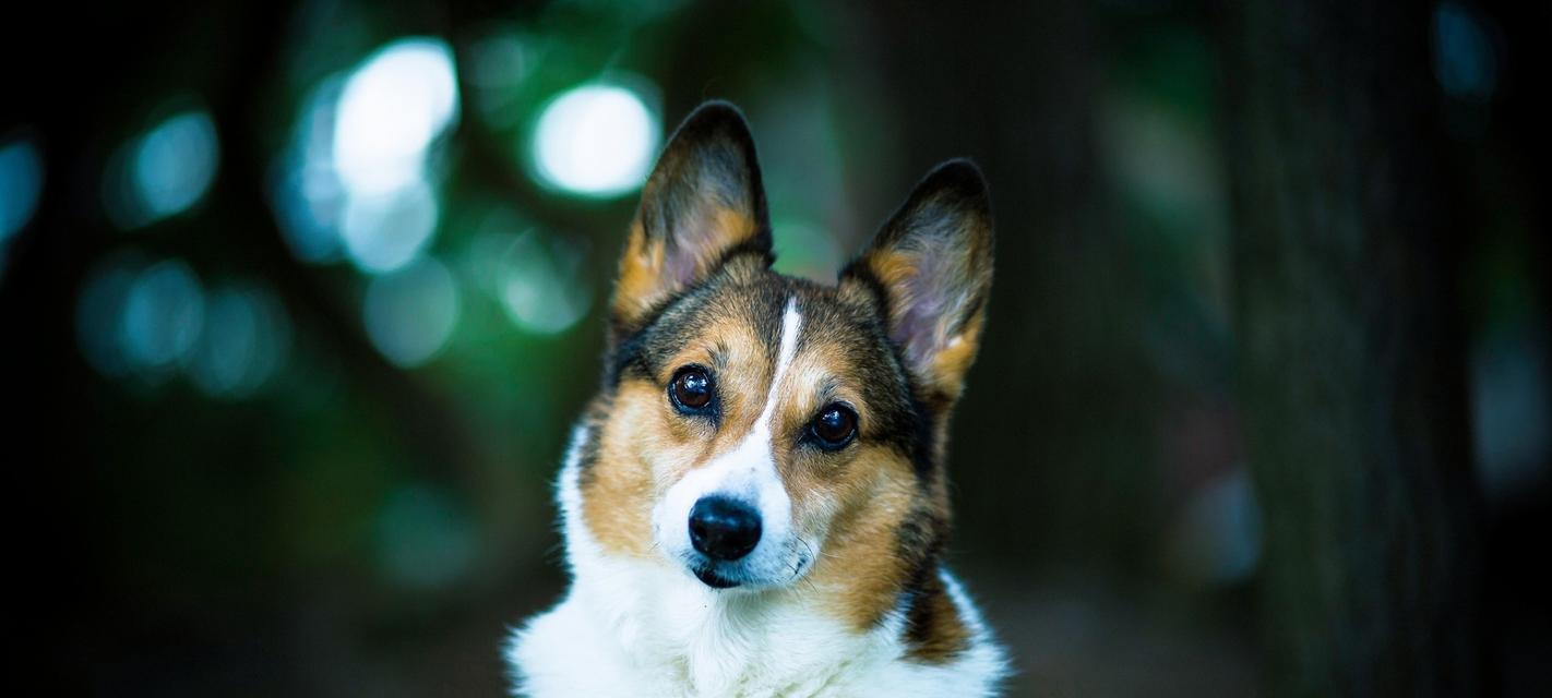 如何注意威尔士柯基犬的配种问题？（让你的宠物健康生育，关注这些细节！）